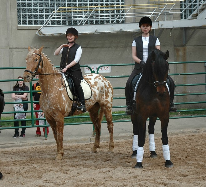 Friesian Heritage Horse at Minnesota Horse Expo 2010